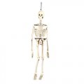 Halloween Skeleton Decoration - 3 Feet Tall