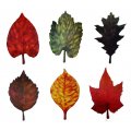 Leaf Shaped Cutouts - 6 Pack