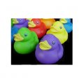 Multi - Colored Ducky Set - One Dozen (12)